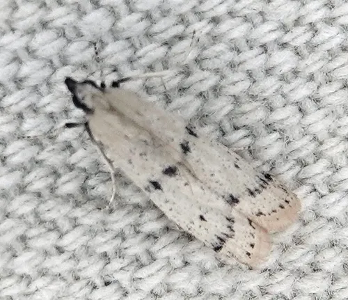 Sosipatra rileyella
