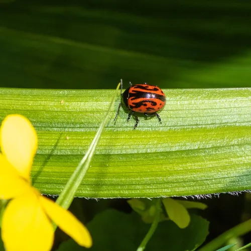Calligrapha sigmoidea