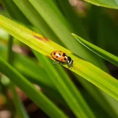 Washington's Lady Beetle thumbnail 3