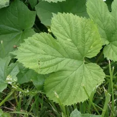 common hops thumbnail 2