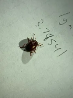 brown leaf beetle thumbnail 2