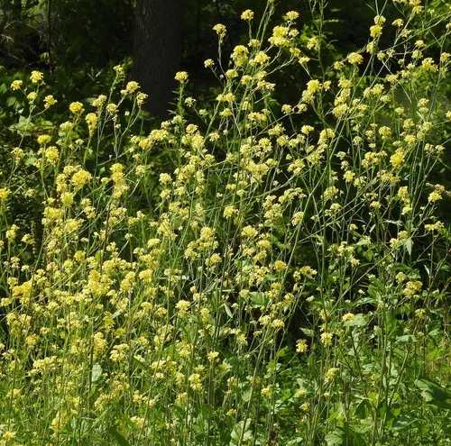 Black Mustard