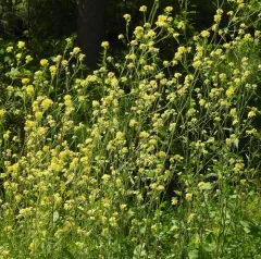 Black Mustard thumbnail 1