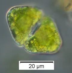 Cosmarium granatum thumbnail 2