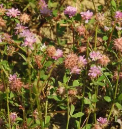 Reversed clover thumbnail 4