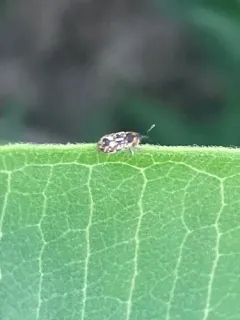 beet petiole borer thumbnail 3