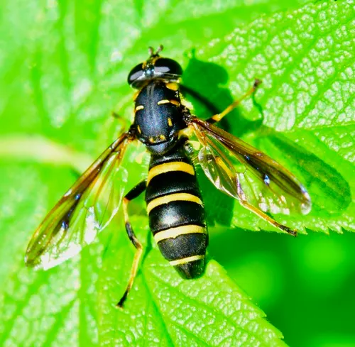 Bare-bellied Falsehorn