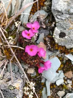 Alaska Douglasia thumbnail 4
