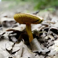 Red-cracking Bolete thumbnail 2