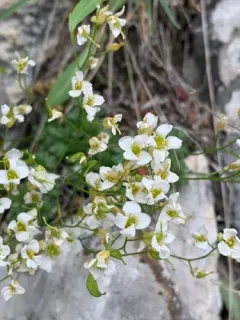 Limestone Draba thumbnail 2