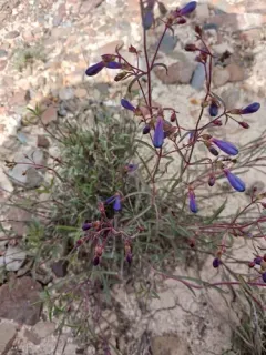 Cusick's beardtongue thumbnail 2