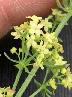 kellogg's bedstraw thumbnail 2