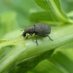 Tropiphorus terricola thumbnail 4