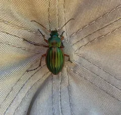 Golden Ground Beetle thumbnail 3