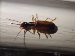 Leptotrachelus dorsalis thumbnail 2