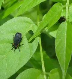 Orange-shouldered Leafminer thumbnail 3