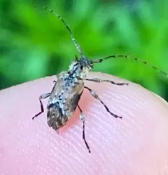 Alpha Long-horned Beetle thumbnail 3