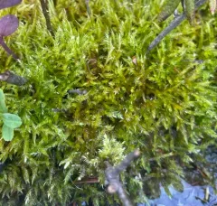 Pointed Spear-moss thumbnail 1