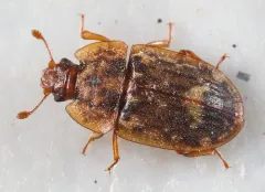 Soronia grisea thumbnail 4