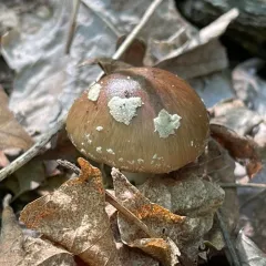 Old Potato Amanita thumbnail 4