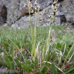 Alpine Sweetgrass thumbnail 2