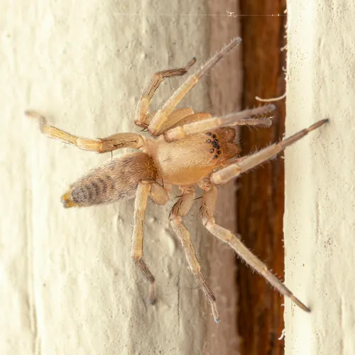 White sac spider