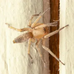 White sac spider thumbnail 1