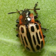 Cottonwood Leaf Beetle thumbnail 2