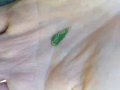Pegomya rufescens thumbnail 3
