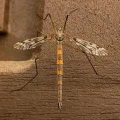 Tipula longiventris thumbnail 4