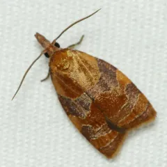 Spring Dead-leaf Roller Moth thumbnail 3