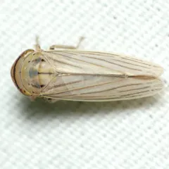 Silver Leafhopper thumbnail 2