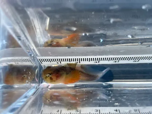 Soft Sculpin