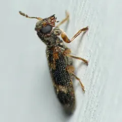 Madoniella dislocata thumbnail 3