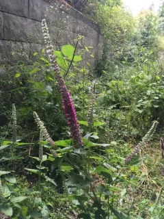 Teucrium hircanicum thumbnail 4
