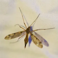 Sooty Crane Fly thumbnail 2