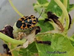 Harlequin Bug thumbnail 3