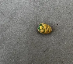 Melampsora abietis-canadensis thumbnail 4
