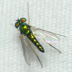 Condylostylus flavipes thumbnail 3