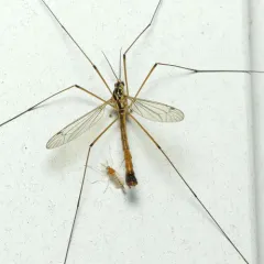 Nephrotoma cornicina thumbnail 4