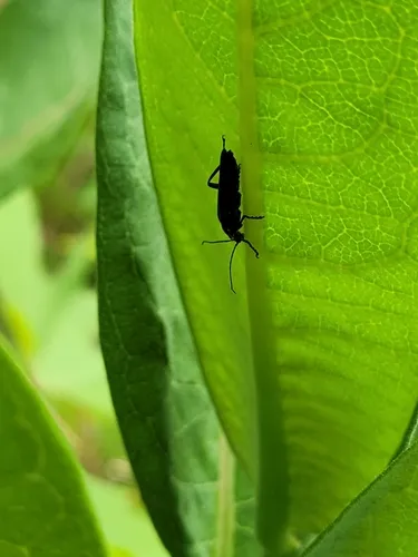 Rhaxonycha bilobata