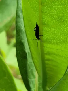 Rhaxonycha bilobata thumbnail 1