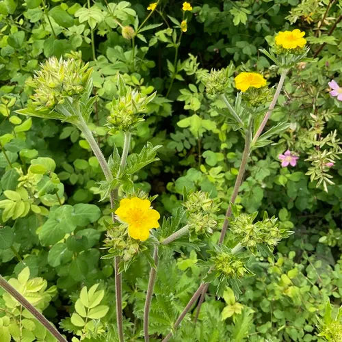 slender cinquefoil