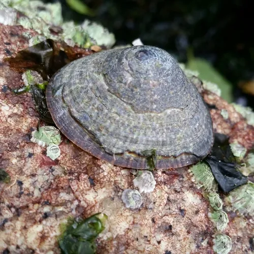 Mask Limpet