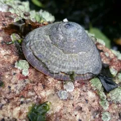 Mask Limpet thumbnail 1