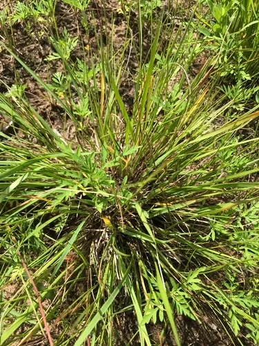 Long-panicled Panicgrass