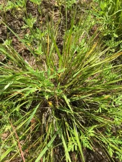 Long-panicled Panicgrass thumbnail 1