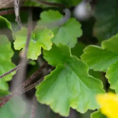 Three-toothed Mitrewort thumbnail 2
