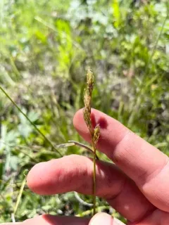 Liddon's sedge thumbnail 2