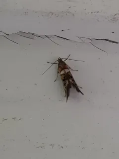 Glyphipterix circumscriptella thumbnail 2